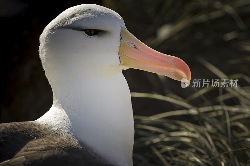 黑眉信天翁(Thalassarche melanophris)肖像，杰森尖塔岛